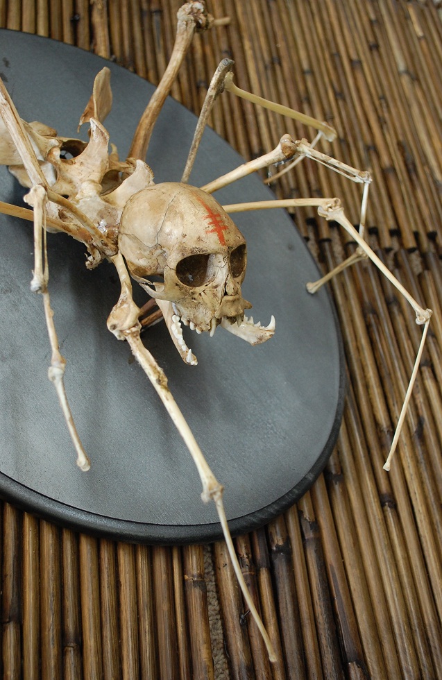 creepy nightmare spider monkey skeleton