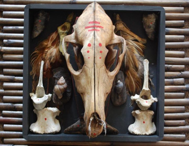 wall art - taxidermy , coyote skull mount shadowbox