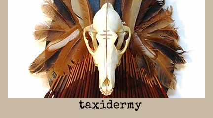 taxidermy and other oddities